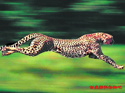 跑得最快的猎豹要来了