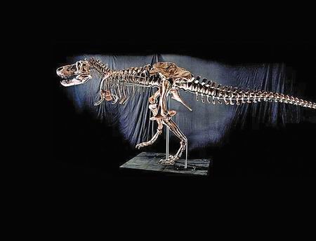 世界最大霸王龙骨架将被拍卖 售价或达480万英