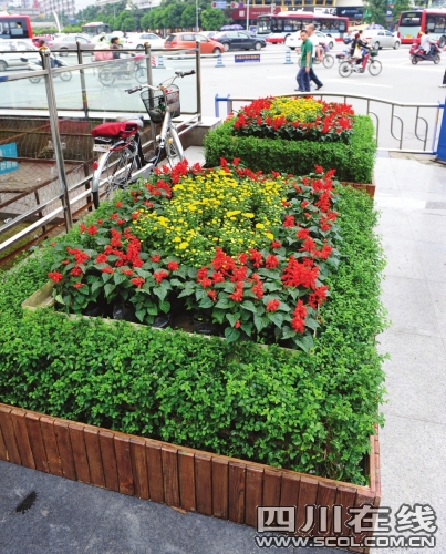 遮光处理推迟花期 国庆蓉城百花齐放