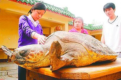 3年前"挖出海龟",现又出土龟骸