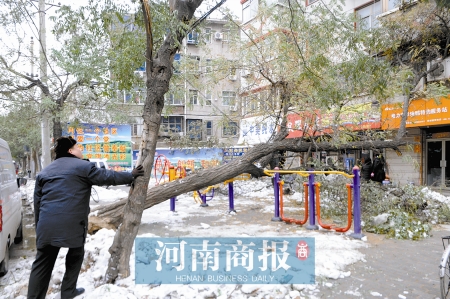 正文 大雪压倒槐树,槐树砸坏空调 绿化部门:这是天灾,我们没