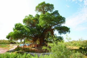 胡杨神树.