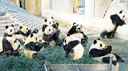 熊猫宝宝,吃饱喝足登上飞机