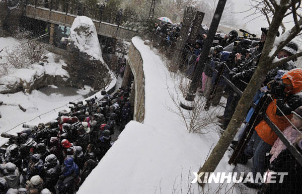 ������������ѩ�и�����è"̩ɽ"(��ͼ)