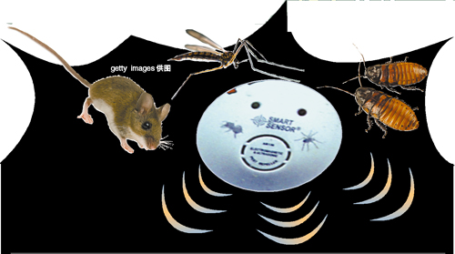 鼠王惨叫超声波吓到家鼠四处逃?