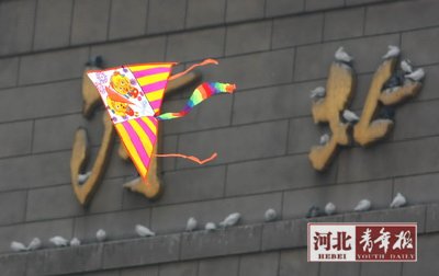 广场放风筝风筝线10天勒伤10余广场鸽(图)