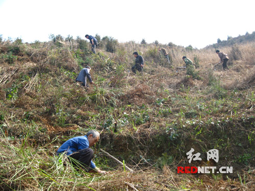 隆回县大水田乡虎年春节造林3000余亩(图)