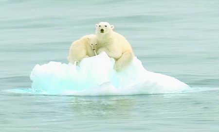 一对让人揪心的浮冰行者 北极熊母子随浮冰漂