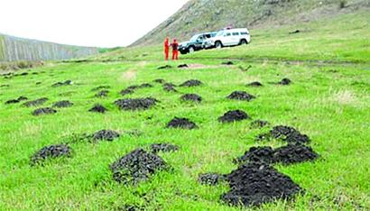 图文:内蒙古9000万亩草原遭鼠害