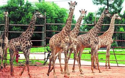 昨日下午,长沙生态动物园,6只从南非引进的长颈鹿在它们的新宿舍区