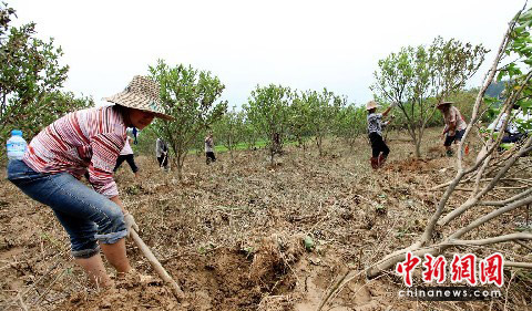 图:广西遭洪灾农民展开生产自救