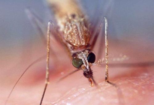 美国科学家研制新型蚊子 可阻断疟疾传染