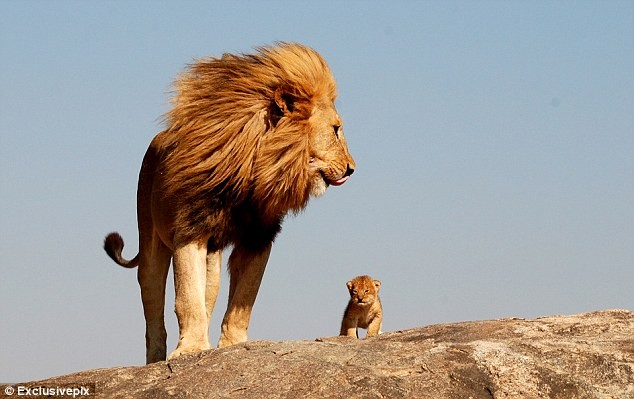 非洲雄狮山崖教子 场景酷似《狮子王》