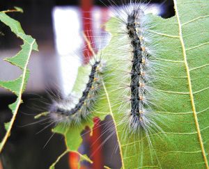 石家庄市民举报美国白蛾:吃树叶沙沙响