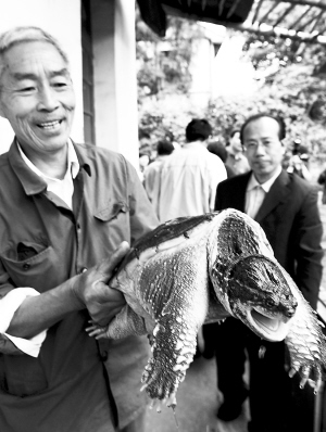 庭院养殖鳄龟 促进农户增收