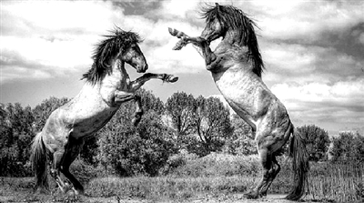 为爱而战_新闻中心_新浪网