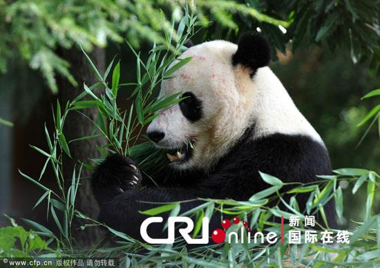 ����è"����""����"����������������չ�����о�