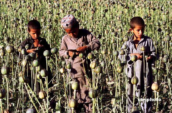 ѻƬ�۸���ǻ��¸��ఢ����ũ��������ֲѻƬ