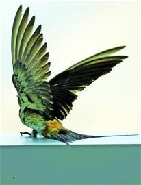 ��������ײ��������