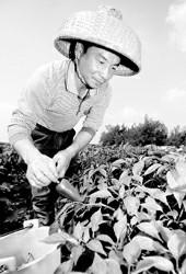 �˼��߸߻��������ã�