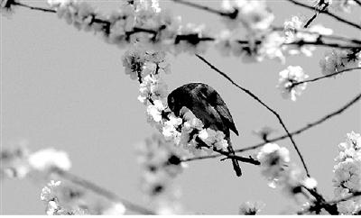 初春的郑州鸟语花香