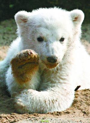 ���Ǳ����ܡ���Ŭ�ء����