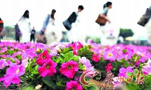 �滨����������̤��۾�ӭ����