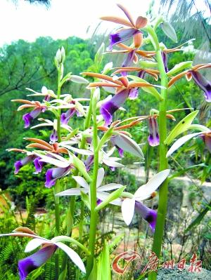 �滨����������̤��۾�ӭ����