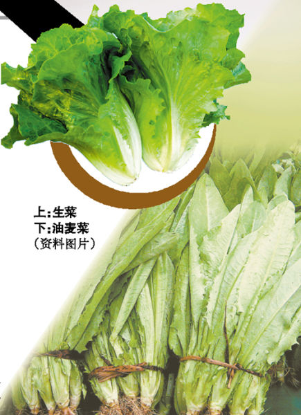 广州生菜油麦菜检出碘131