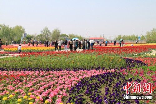 新疆五家渠市郁金香节花香人多