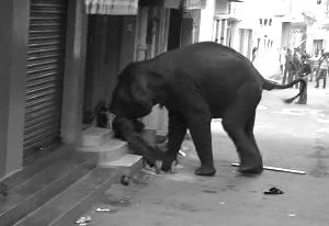 印度野象袭城踩死人