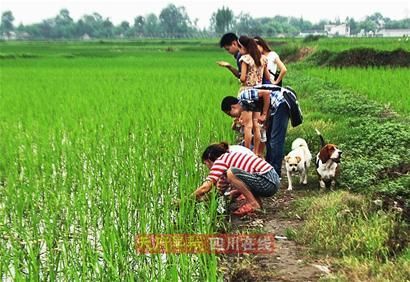 �Ĵ��㺺���﷢�������������