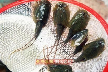 �Ĵ��㺺���﷢�������������