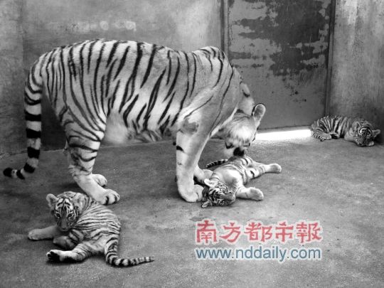 南都讯 记者 莫晓东 通讯员 陈波 东莞香市动物园内诞生了3只小老虎和2只小袋鼠,为了给它们起个好听的名字,动物园于一个月前面向社会征集5个小家伙的名字。南都记者昨日获悉,经过征集评选如今5个小家伙的名字都已经出炉。 据动物园负责人介绍,前不久,香市动物园的东北虎菲菲顺利产下三只小东北虎,和两只雌性红颈袋鼠各产下一只小袋鼠,这些小动物都是该动物园诞生的首批小虎崽、小袋鼠,它们出生后引起了社会各界的广泛关注。为了让这些小动物都有属于自己的名字,动物园特向社会各界广泛征集名字。在为期一个月的征名活动