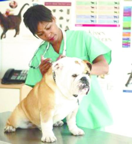 不愿戴狗链斗牛犬狂吠三天 把自己 叫 死