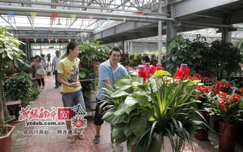 华北最大中转站 石家庄西三教花卉市场搬新家