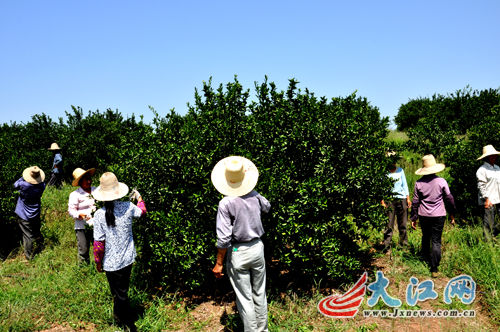 泰和:土地整治新增耕地近2万亩 荆天棘地变绿