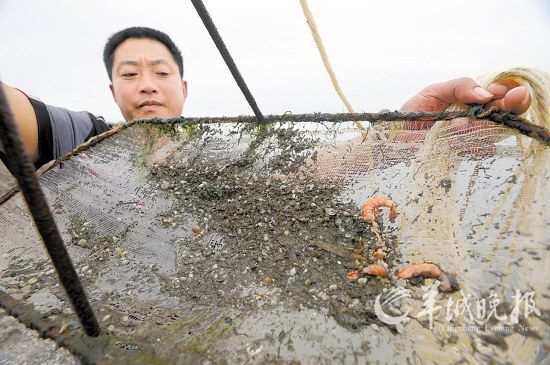 3万亩虾池成油池养虾户损失逾2亿