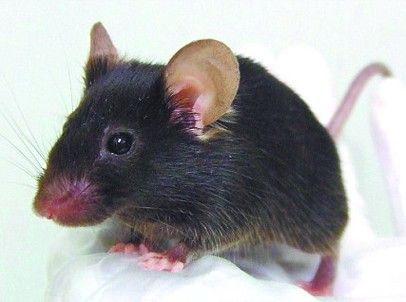 以色列的研究人员近日成功研制出"人造小脑",并在实验老鼠的身上