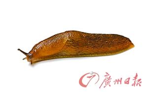 澳大利亚 男子连吞2条鼻涕虫为练胆险些丧命