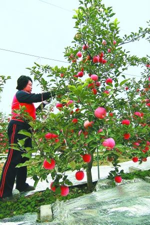 "矮个儿"苹果树昌平结硕果