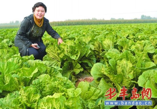 今年白菜大丰收"农场主"刘立峰很开心.