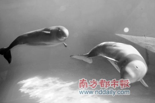 白鲸姐妹花全球招亲 俄白鲸王子携妹上门