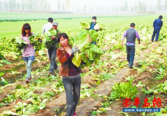 半岛看菜团 <em>即墨收</em>菜 菜农高速路口举牌迎接_