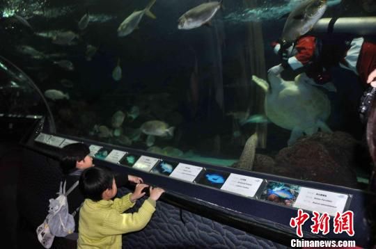 上海海洋水族馆“海底圣诞老人”与海龟深海共舞