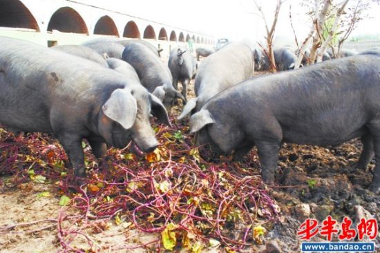 黑猪与吃复合饲料的白猪不同,吃的是玉米,豆粕和地瓜秧.