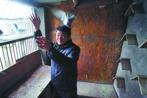 他们把信鸽当娃儿养