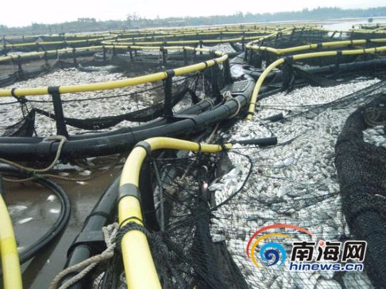 ���ֺ�ָ�������ˮ������ֳ�������ߵ������