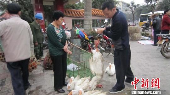 海南侨乡琼海市民除夕祭祖必备阉鸡肥鹅价格平稳