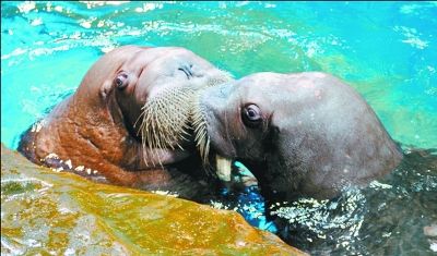 �����ˡ�ǧ�������